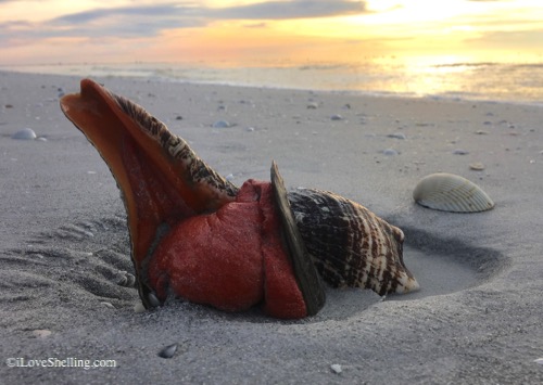 live hourse conch at sunrise