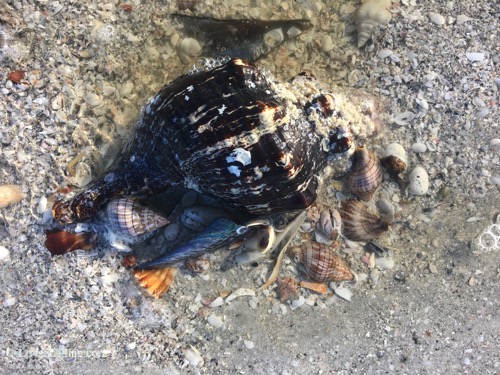 live shells on Sanibel