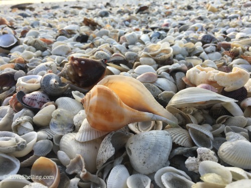 pear whelk shell on a Sanibel beach