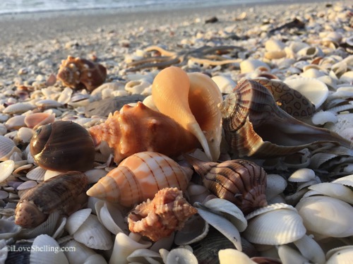 sanibel shells after a storm