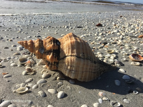 shell found beach combing