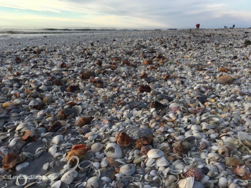 shells on Sanibel beach for miles