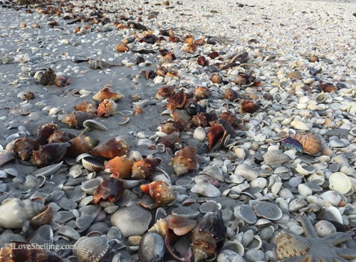 shells on the beach of Sanibel Island
