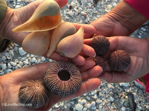 urchins and paper figs