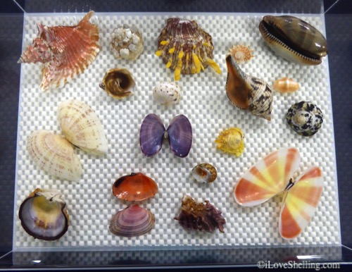 Learning about Seashells at the 2016 Sanibel Shell Festival