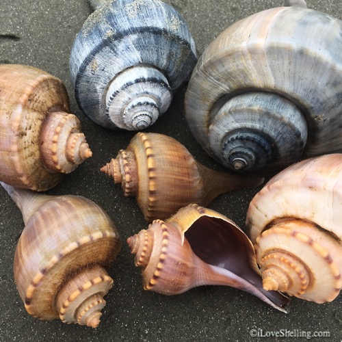 My Inner South Carolina Seashell Artist Is Channeling Whelks