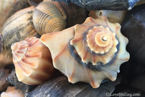 Crazy Carolina Beach Combing – Shelling Trip To Portsmouth Island, North Carolina