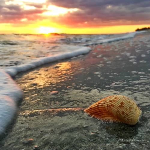 Ebb And Flow Of Life and Shelling