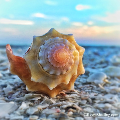 Cartwheels For Conch Shells