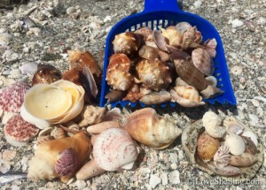 Family Shell Talk | I Love Shelling