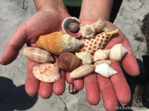 Sunny Shelling on Cayo Costa | I Love Shelling