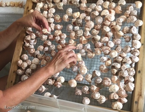 Sorting and Shelling For Seashell Art Project | I Love Shelling