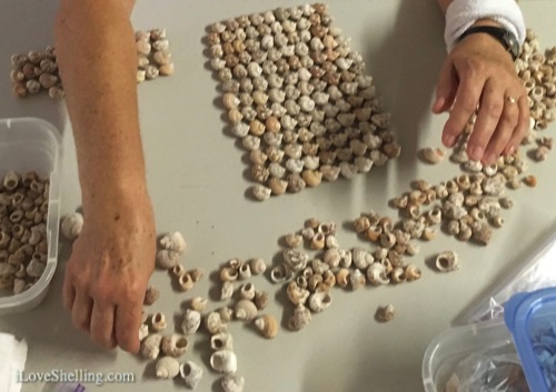 Sorting and Shelling For Seashell Art Project | I Love Shelling