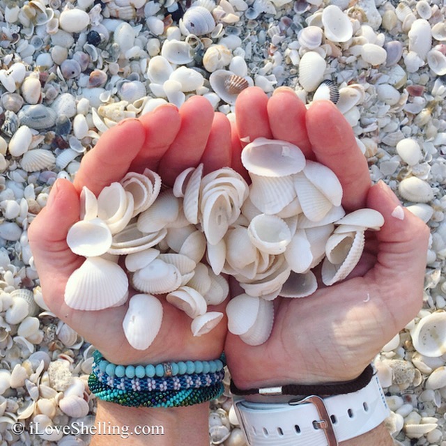 Seashell Repurposing I Love Shelling