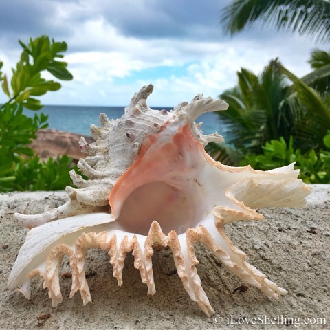 She Saw Seashells While Sailing The Seychelles