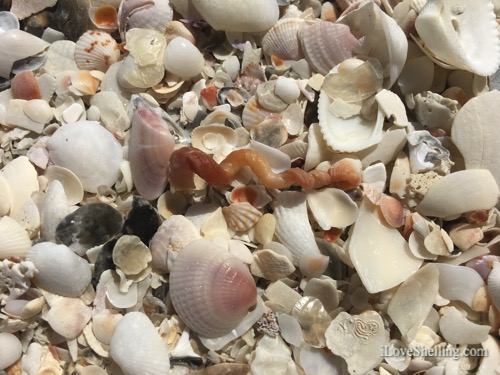 I’ve Never Met A Seashell I didn’t Like | I Love Shelling