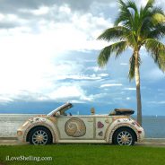 Sanibel Shelling and Shell Love Bug | I Love Shelling
