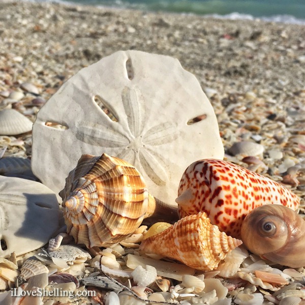 Sanibel Shelling and Shell Love Bug