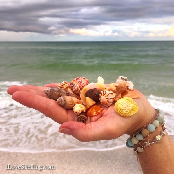 Sanibel Shelling and Shell Love Bug | I Love Shelling