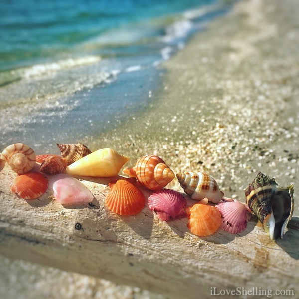 Paradise Found On Bowman’s Beach Sanibel