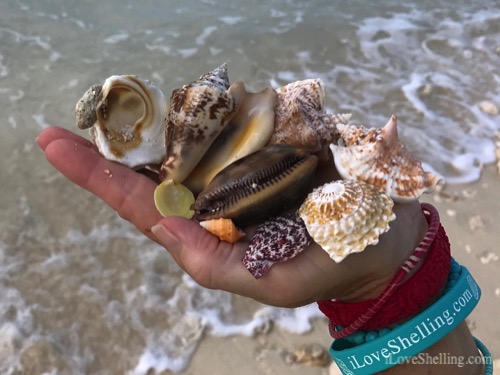 Beachcombing Eleuthera Island in the Bahamas