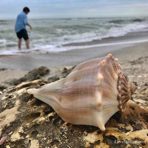 Being In the Right Place For Shelling | I Love Shelling