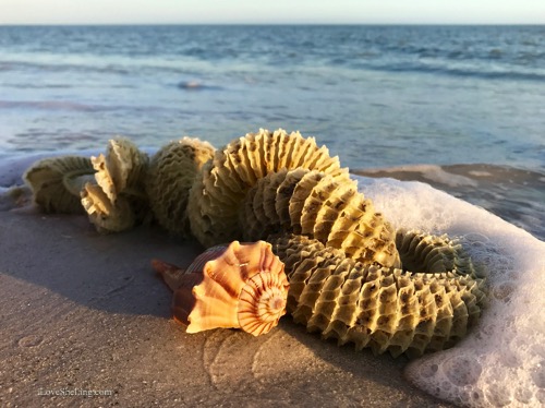 Seashells, Sea Stars to Sleepy Crabs At Gulfside this Week