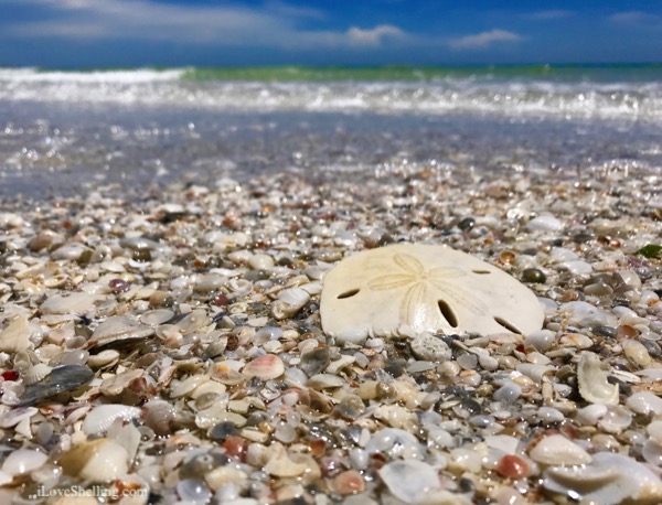 Shellucky Day On Cayo Costa