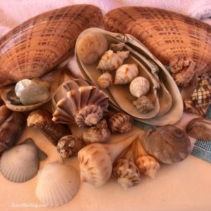 Shellucky Day On Cayo Costa | I Love Shelling