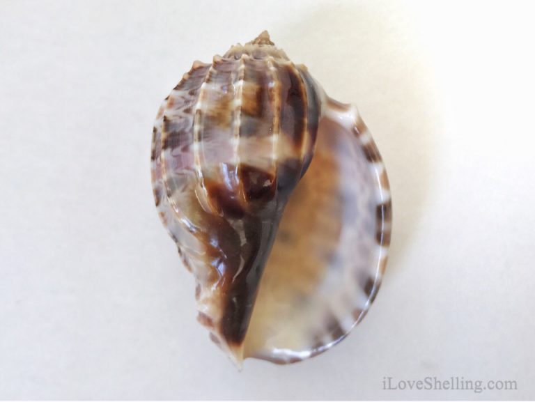 Shell ‘N Tell – Solomon Islands Seashell Identification | I Love Shelling
