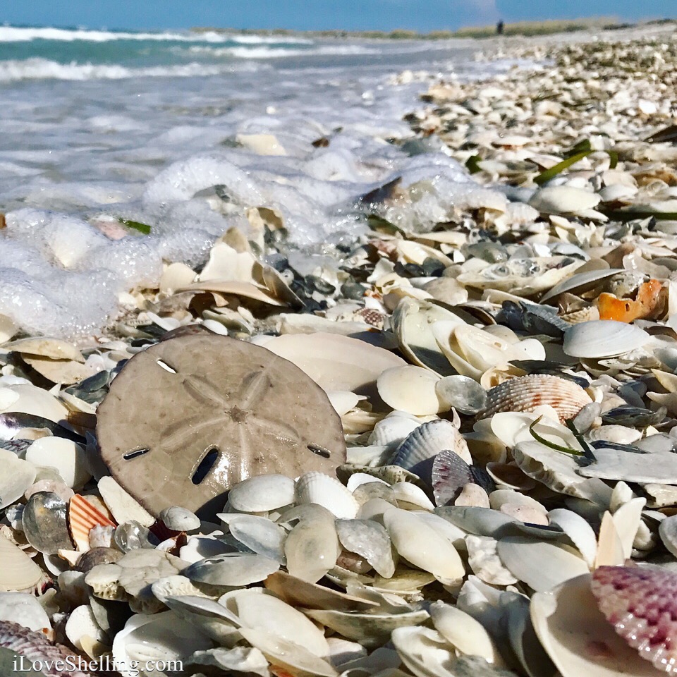 New Video- August Shelling Adventure on Cayo Costa