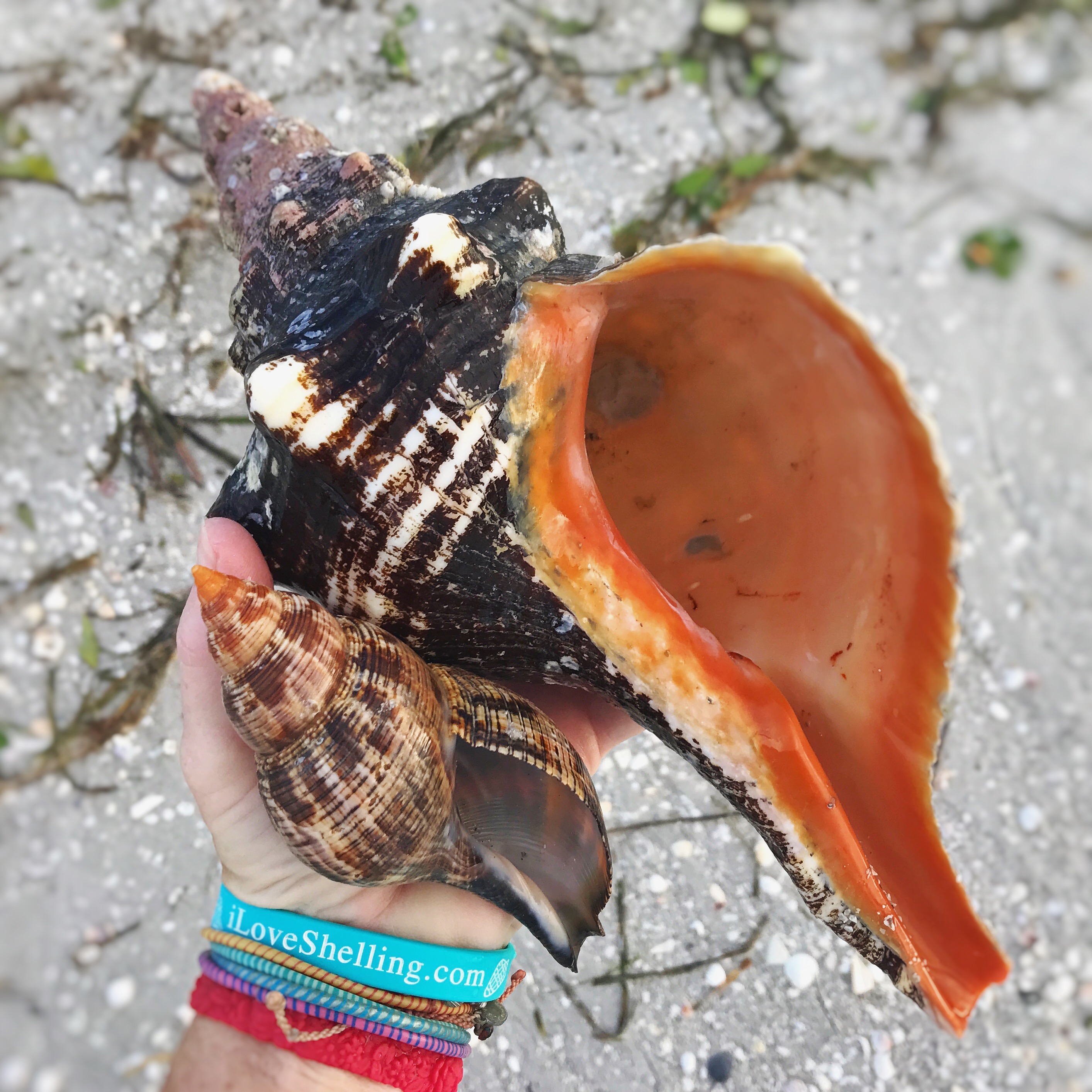 Sanibel’s Crazy Storm Of Beach Bling And Horse Conchs