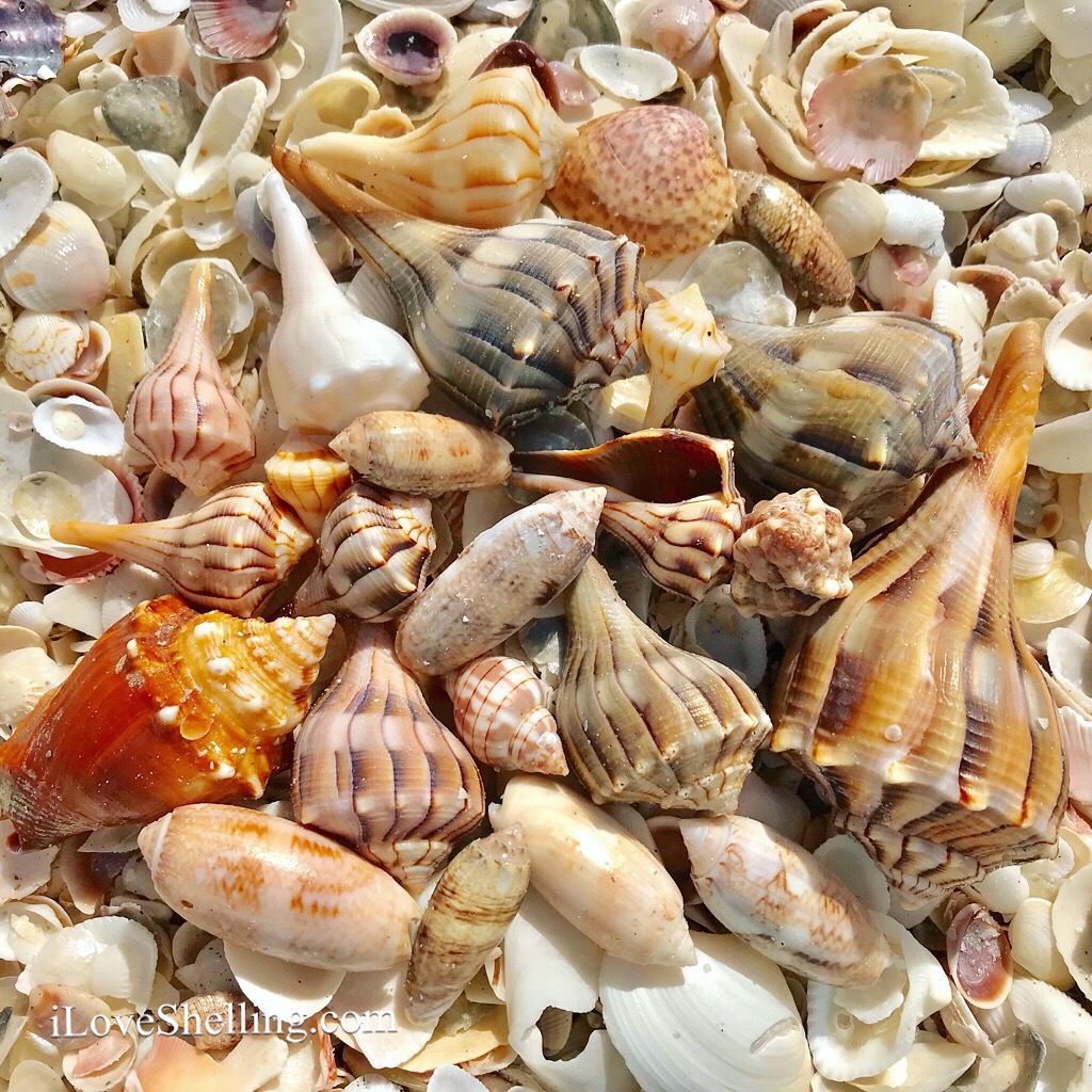 Whelks, Sand Dollars, Scotch Bonnets on Cayo Costa