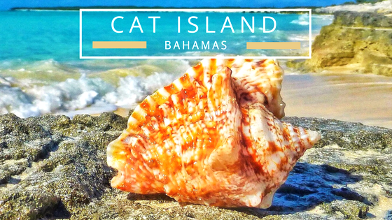 Cat Island Bahamas seashells beach comb