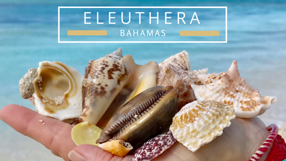 Eleuthera Bahamas seashells beach combing
