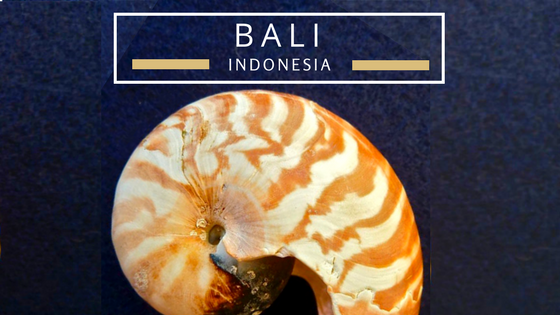 Bali Indonesia seashells beach combing