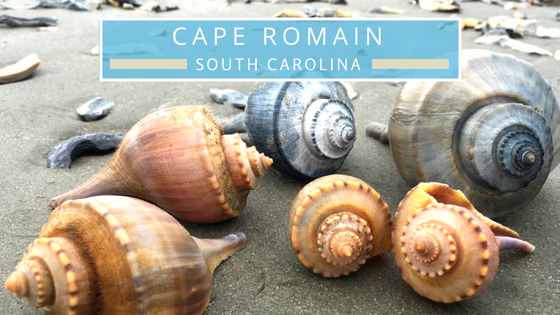 Cape Romain SC beachcombing