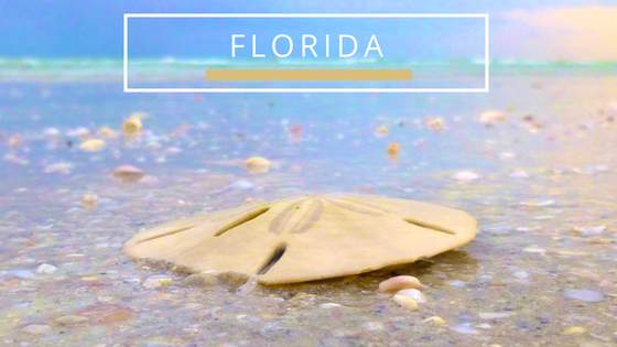 Florida seashells beachcombing