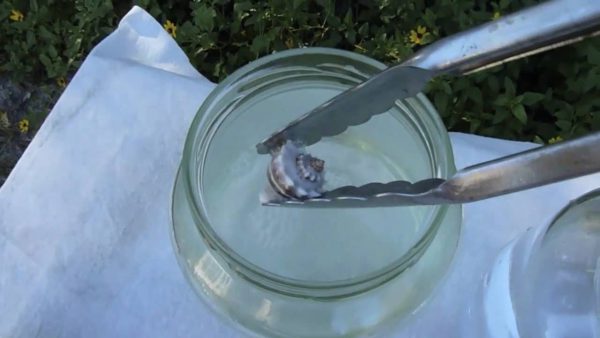 How To Bring Back Color To Seashells.mov