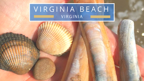 virginia beach seashells beachcombing