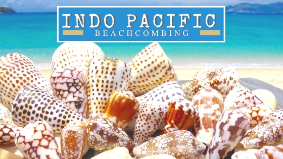 Indo Pacific Beachcombing