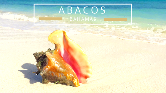 Abacos Bahamas seashells beachcombing
