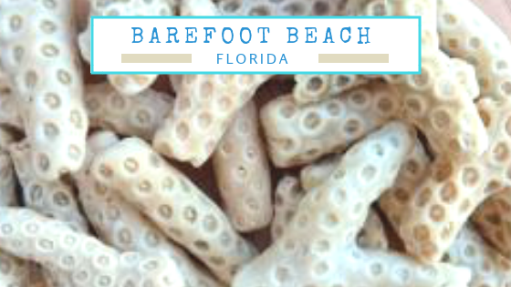 Barefoot Beach Florida beachcombing tab | I Love Shelling
